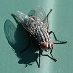 mouche désinsectisation adh nuisibles