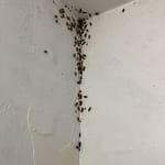 Invasion de cafards désinsectisation