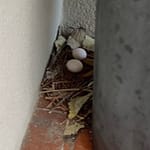Nid de pigeons sur un balcon