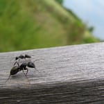 Destruction de nids de Fourmis