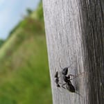 Destruction de nids de Fourmis