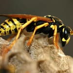 Guêpes Désinsectisation sur Marseille