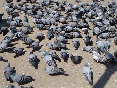 dépigeonnage marseille pigeon adh nuisibles