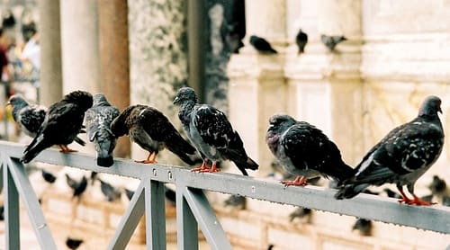 dépigeonnage marseille pigeon adh nuisibles