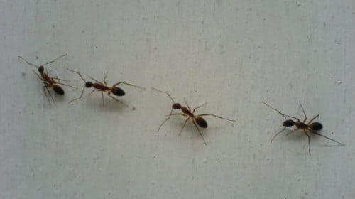 desinsectisation fourmis marseille adh nuisibles