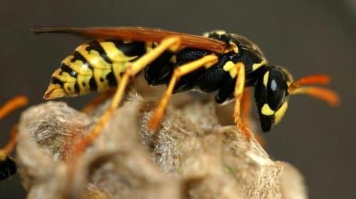 abeille guepes frelons désinsectisation marseille
