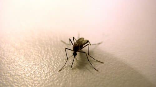 moustique désinsectisation marseille adh nuisibles