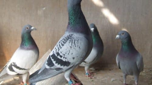 dépigeonnage marseille pigeon adh nuisibles