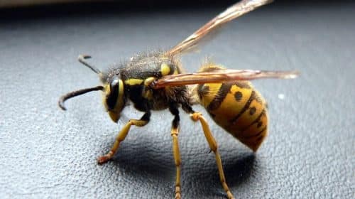 abeille guepes frelons désinsectisation marseille