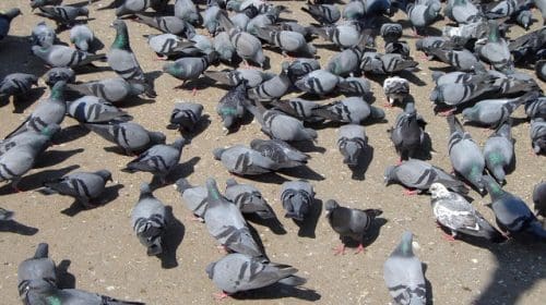 dépigeonnage marseille pigeon adh nuisibles