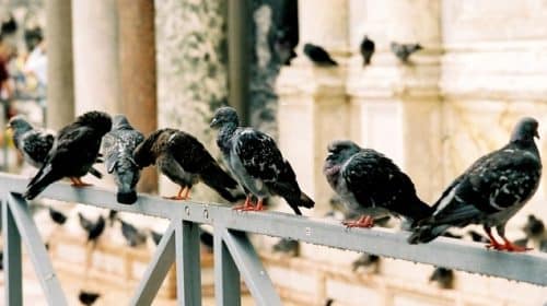 dépigeonnage marseille pigeon adh nuisibles